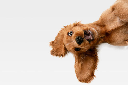 5 enkle måder at gøre din hund gladere hver dag